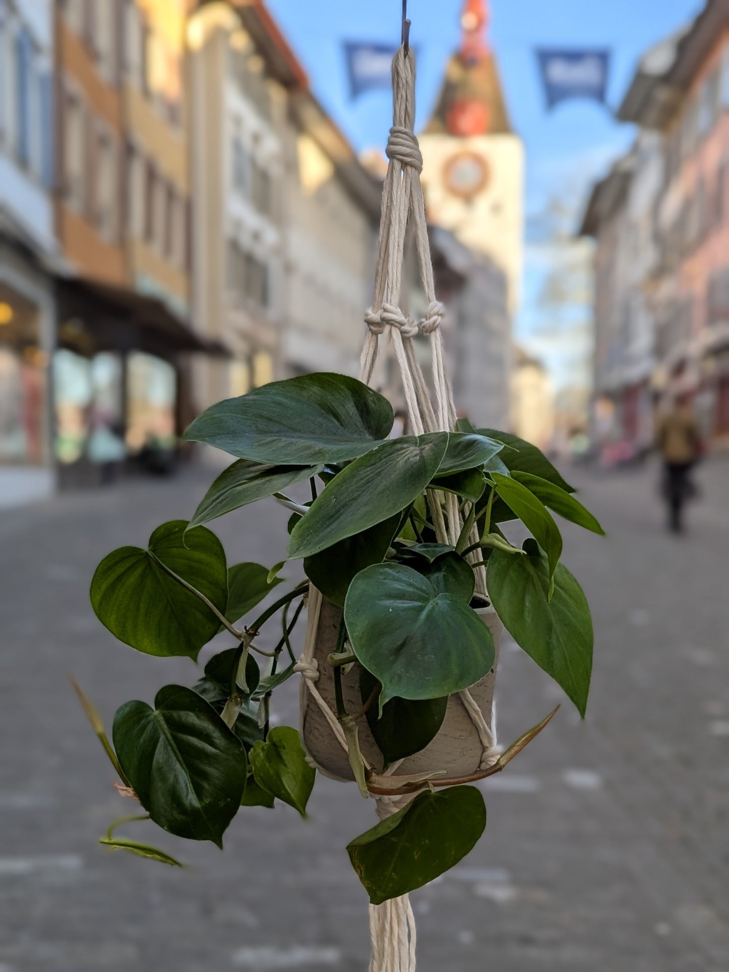 Makramee Pflanzenaufhänger – 50cm